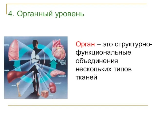 4. Органный уровень Орган – это структурно-функциональные объединения нескольких типов тканей