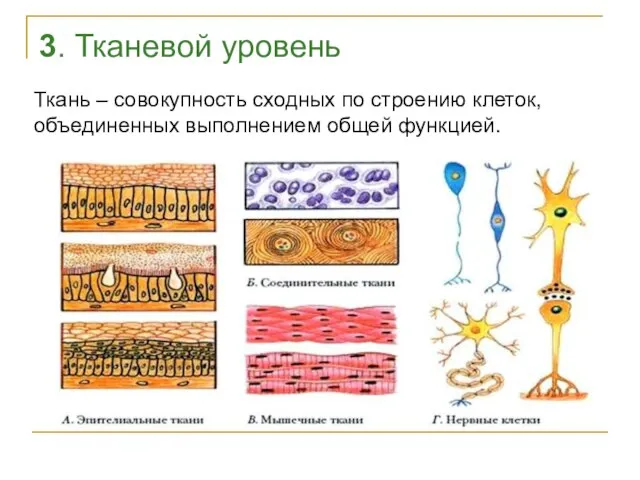 3. Тканевой уровень Ткань – совокупность сходных по строению клеток, объединенных выполнением общей функцией.