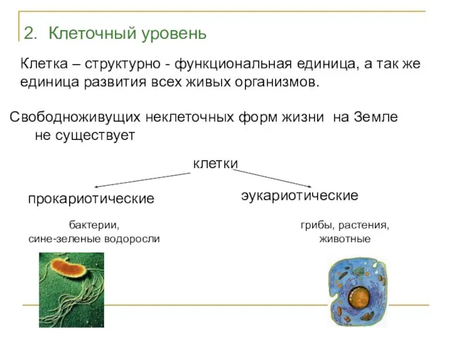 2. Клеточный уровень Клетка – структурно - функциональная единица, а так