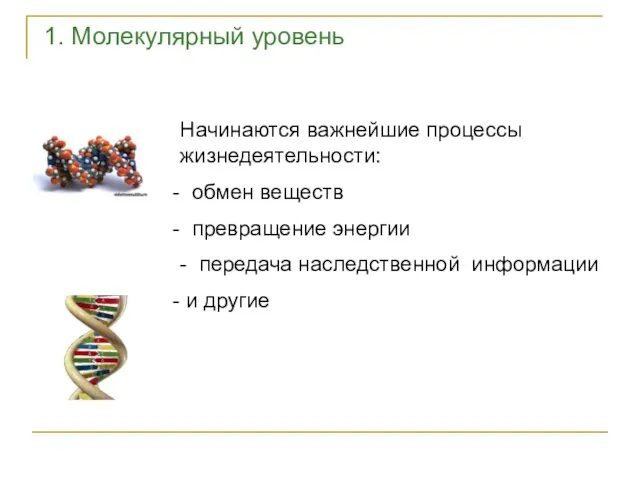 1. Молекулярный уровень Начинаются важнейшие процессы жизнедеятельности: обмен веществ превращение энергии