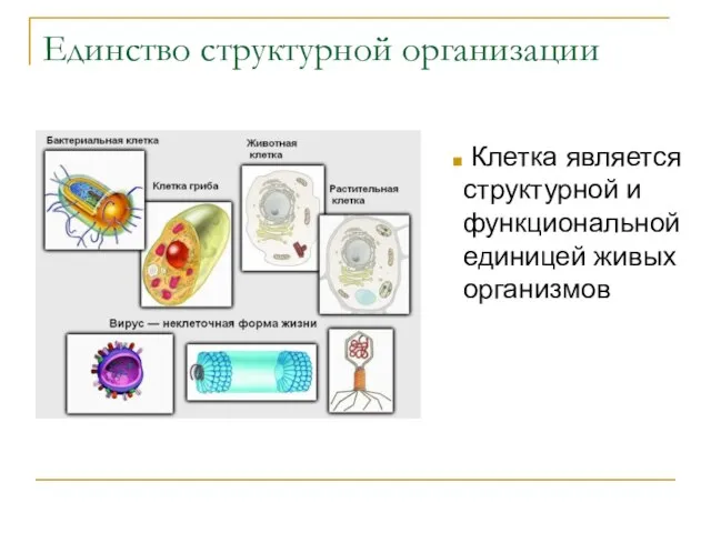 Единство структурной организации Клетка является структурной и функциональной единицей живых организмов