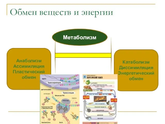 Метаболизм Анаболизм Ассимиляция Пластический обмен Катаболизм Диссимиляция Энергетический обмен Обмен веществ и энергии