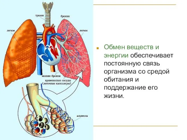 Обмен веществ и энергии обеспечивает постоянную связь организма со средой обитания и поддержание его жизни.