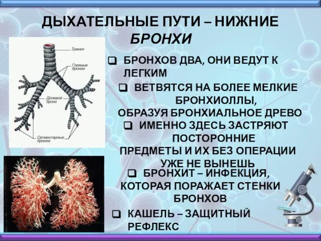 ДЫХАТЕЛЬНЫЕ ПУТИ – НИЖНИЕ БРОНХИ БРОНХОВ ДВА, ОНИ ВЕДУТ К ЛЕГКИМ