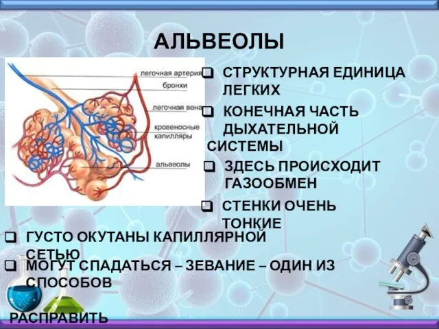 АЛЬВЕОЛЫ СТРУКТУРНАЯ ЕДИНИЦА ЛЕГКИХ КОНЕЧНАЯ ЧАСТЬ ДЫХАТЕЛЬНОЙ СИСТЕМЫ ЗДЕСЬ ПРОИСХОДИТ ГАЗООБМЕН