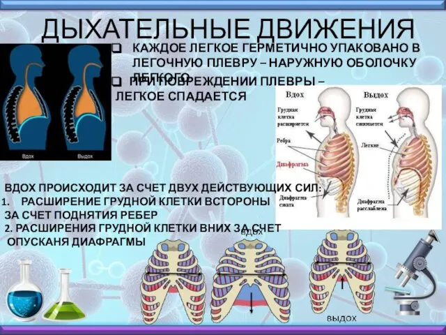 ДЫХАТЕЛЬНЫЕ ДВИЖЕНИЯ КАЖДОЕ ЛЕГКОЕ ГЕРМЕТИЧНО УПАКОВАНО В ЛЕГОЧНУЮ ПЛЕВРУ – НАРУЖНУЮ