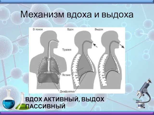 Механизм вдоха и выдоха ВДОХ АКТИВНЫЙ, ВЫДОХ ПАССИВНЫЙ