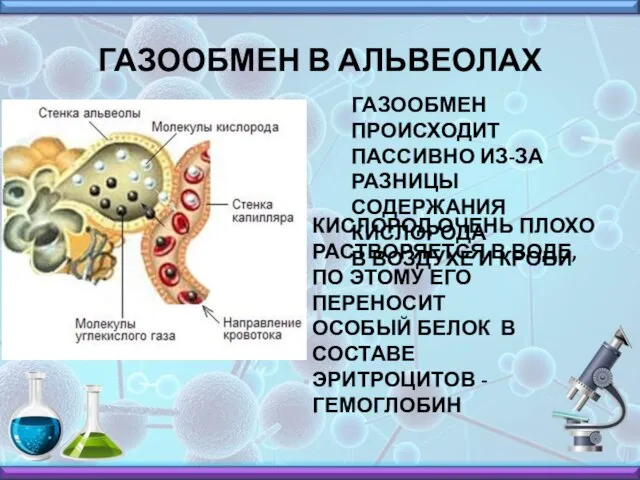 ГАЗООБМЕН В АЛЬВЕОЛАХ ГАЗООБМЕН ПРОИСХОДИТ ПАССИВНО ИЗ-ЗА РАЗНИЦЫ СОДЕРЖАНИЯ КИСЛОРОДА В