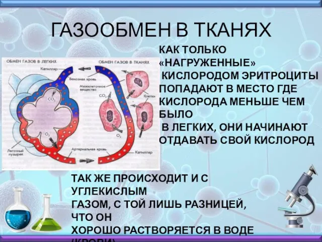 ГАЗООБМЕН В ТКАНЯХ КАК ТОЛЬКО «НАГРУЖЕННЫЕ» КИСЛОРОДОМ ЭРИТРОЦИТЫ ПОПАДАЮТ В МЕСТО