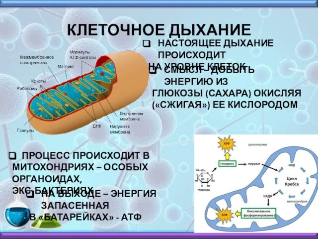 КЛЕТОЧНОЕ ДЫХАНИЕ НАСТОЯЩЕЕ ДЫХАНИЕ ПРОИСХОДИТ НА УРОВНЕ КЛЕТОК СМЫСЛ – ДОБЫТЬ