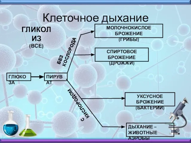 Клеточное дыхание ГЛИКОЛИЗ (ВСЕ) ГЛЮКОЗА ПИРУВАТ МОЛОЧНОКИСЛОЕ БРОЖЕНИЕ (ГРИБЫ) СПИРТОВОЕ БРОЖЕНИЕ