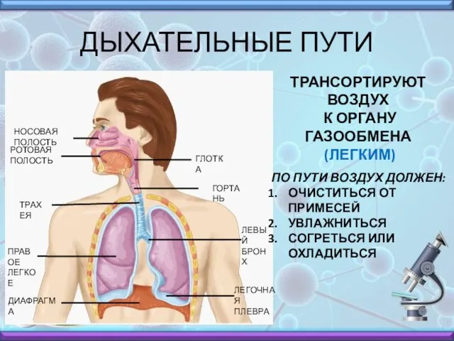 ДЫХАТЕЛЬНЫЕ ПУТИ НОСОВАЯ ПОЛОСТЬ РОТОВАЯ ПОЛОСТЬ ГЛОТКА ГОРТАНЬ ТРАХЕЯ ЛЕВЫЙ БРОНХ