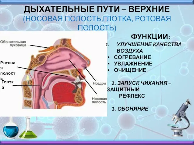 ДЫХАТЕЛЬНЫЕ ПУТИ – ВЕРХНИЕ (НОСОВАЯ ПОЛОСТЬ,ГЛОТКА, РОТОВАЯ ПОЛОСТЬ) Ротовая полость Глотка