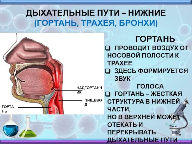 ДЫХАТЕЛЬНЫЕ ПУТИ – НИЖНИЕ (ГОРТАНЬ, ТРАХЕЯ, БРОНХИ) НАДГОРТАННИК ПИЩЕВОД ГОРТАНЬ ГОРТАНЬ