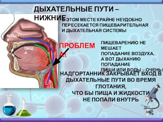 ВОЗДУХ ПИЩА ВОЗДУХ ПИЩА ПРОБЛЕМА! ДЫХАТЕЛЬНЫЕ ПУТИ – НИЖНИЕ В ЭТОМ