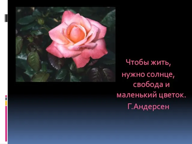 Чтобы жить, нужно солнце,свобода и маленький цветок. Г.Андерсен