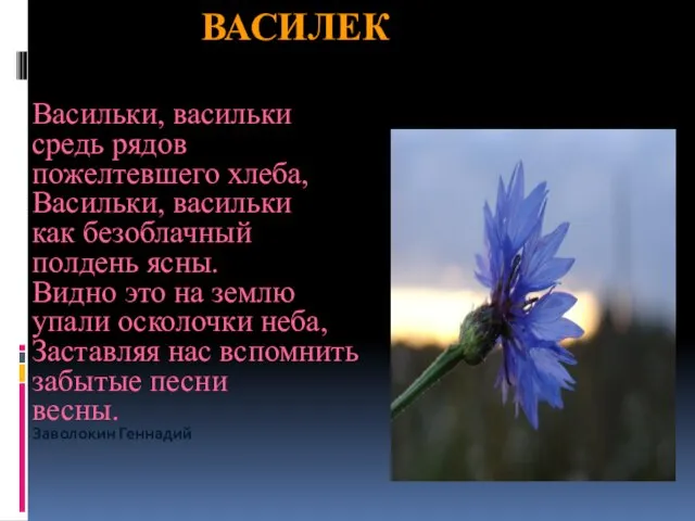 ВАСИЛЕК Васильки, васильки средь рядов пожелтевшего хлеба, Васильки, васильки как безоблачный