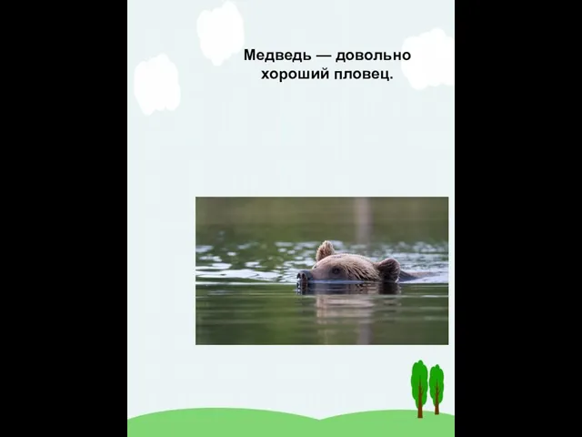 Медведь — довольно хороший пловец.