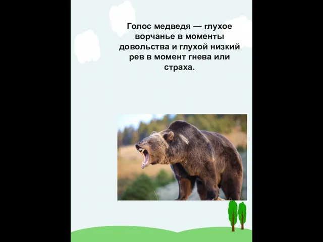 Голос медведя — глухое ворчанье в моменты довольства и глухой низкий