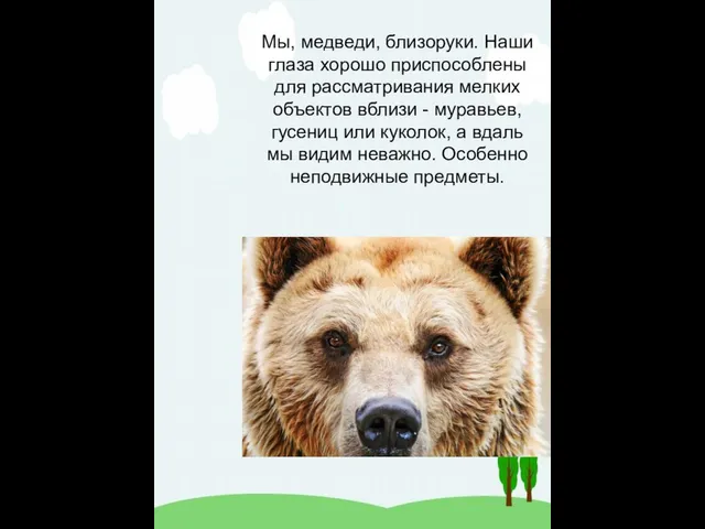 Мы, медведи, близоруки. Наши глаза хорошо приспособлены для рассматривания мелких объектов