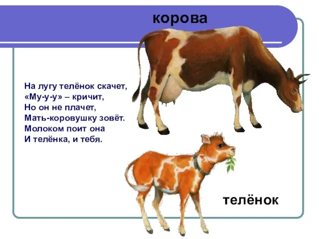 На лугу телёнок скачет, «Му-у-у» – кричит, Но он не плачет,