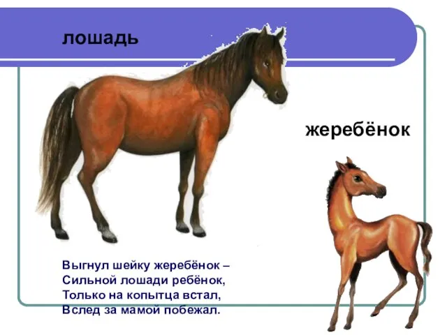 Выгнул шейку жеребёнок – Сильной лошади ребёнок, Только на копытца встал,