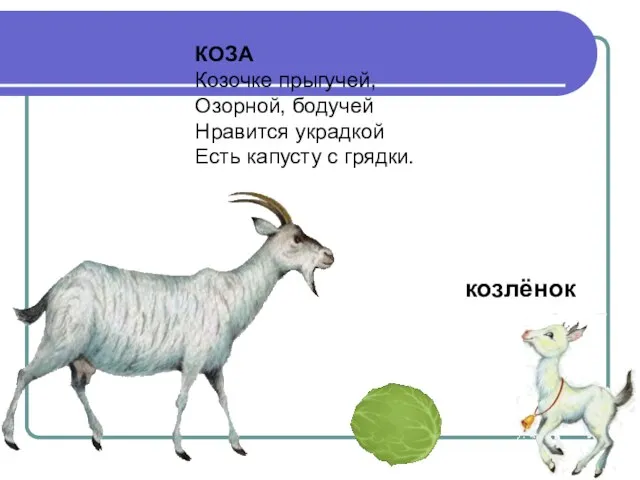 КОЗА Козочке прыгучей, Озорной, бодучей Нравится украдкой Есть капусту с грядки. козлёнок