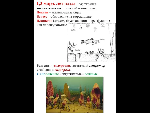 1,3 млрд. лет назад – зарождение многоклеточных растений и животных. Нектон