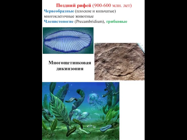 Поздний рифей (900-600 млн. лет) Червеобразные (плоские и кольчатые) многоклеточные животные Членистоногие (Precambridium), грибковые Многощетинковая дикинзония