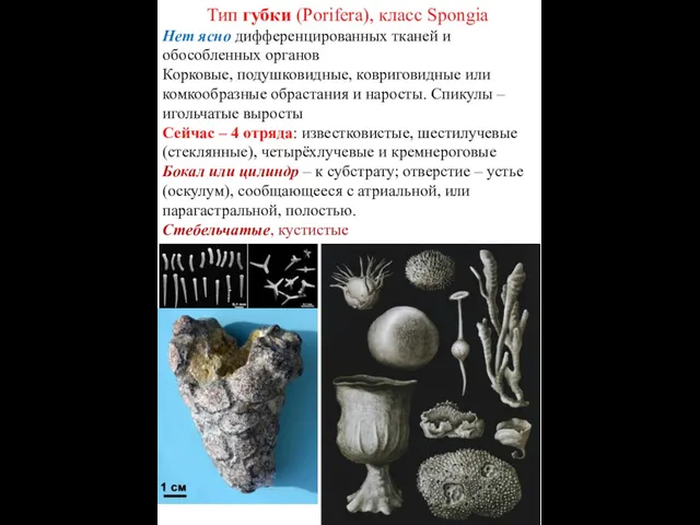 Тип губки (Porifera), класс Spongia Нет ясно дифференцированных тканей и обособленных