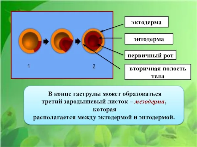 эктодерма энтодерма первичный рот вторичная полость тела В конце гаструлы может