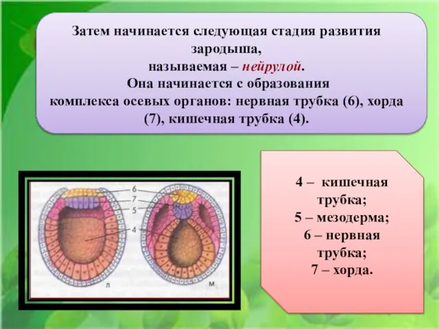 Ё Затем начинается следующая стадия развития зародыша, называемая – нейрулой. Она