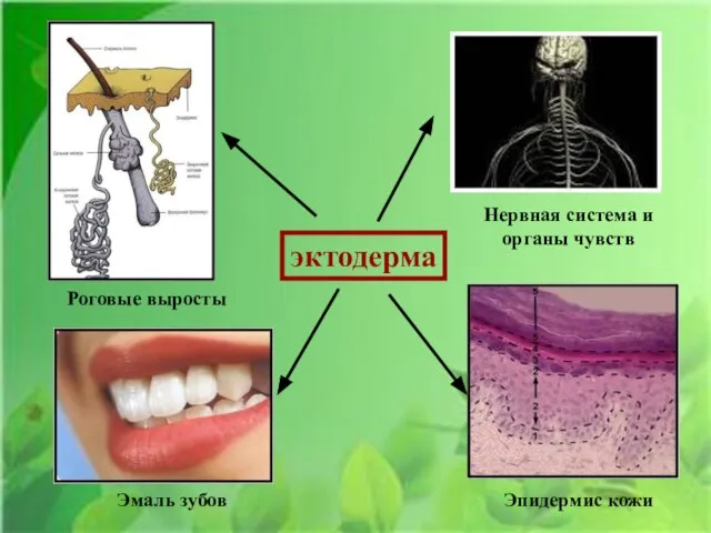 эктодерма Нервная система и органы чувств Эмаль зубов Эпидермис кожи Роговые выросты