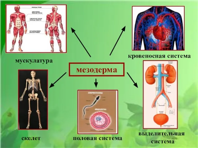 мезодерма мускулатура кровеносная система скелет половая система выделительная система