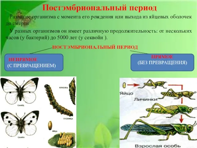 Постэмбриональный период Развитие организма с момента его рождения или выхода из