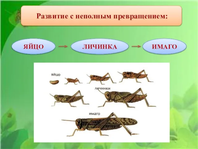 Развитие с неполным превращением: ЯЙЦО ЛИЧИНКА ИМАГО