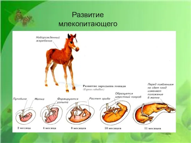 Развитие млекопитающего