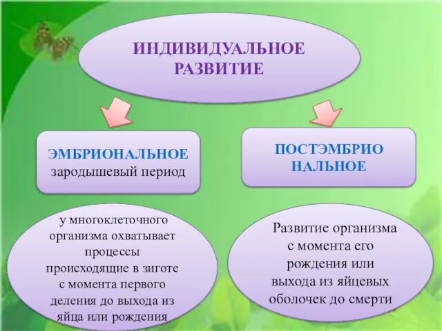 ИНДИВИДУАЛЬНОЕ РАЗВИТИЕ у многоклеточного организма охватывает процессы происходящие в зиготе с