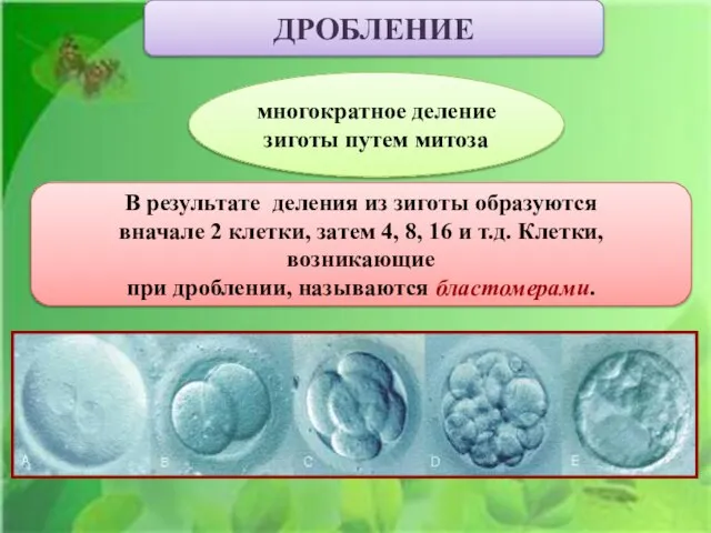 многократное деление зиготы путем митоза ДРОБЛЕНИЕ В результате деления из зиготы