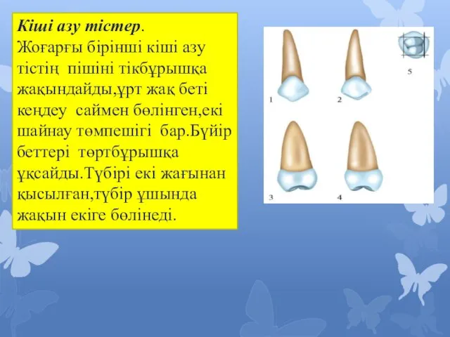 Кіші азу тістер. Жоғарғы бірінші кіші азу тістің пішіні тікбұрышқа жақындайды,ұрт