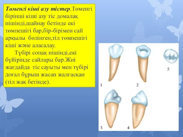 Төменгі кіші азу тістер.Төменгі бірінші кіші азу тіс домалақ пішінді,шайнау бетінде