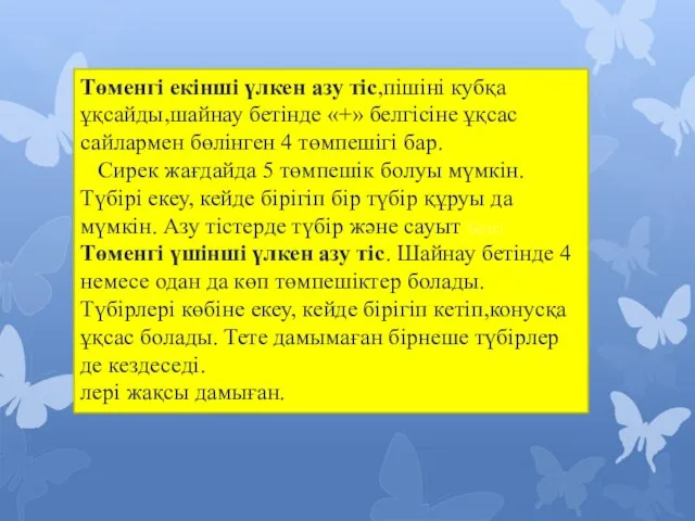 Төменгі екінші үлкен азу тіс,пішіні кубқа ұқсайды,шайнау бетінде «+» белгісіне ұқсас