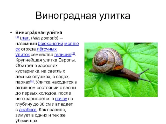 Виноградная улитка Виногра́дная ули́тка[1] (лат. Helix pomatia) — наземный брюхоногий моллюск