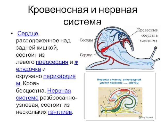 Кровеносная и нервная система Сердце, расположенное над задней кишкой, состоит из