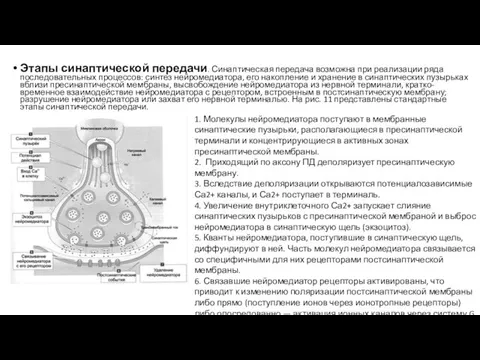 Этапы синаптической передачи. Синаптическая передача возможна при реализации ряда последовательных процессов: