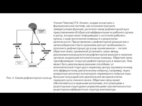 Рис. 9. Схема рефлекторного кольца Ученик Павлова П.К. Анохин, создав концепцию