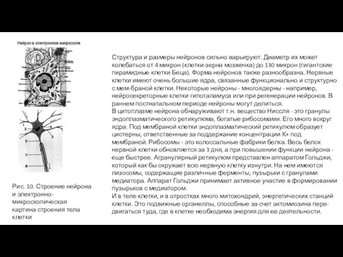 Рис. 10. Строение нейрона и электронно-микроскопическая картина строения тела клетки Структура