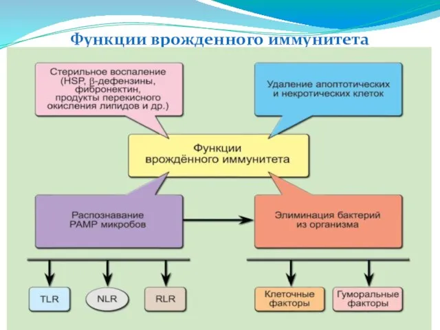 Функции врожденного иммунитета