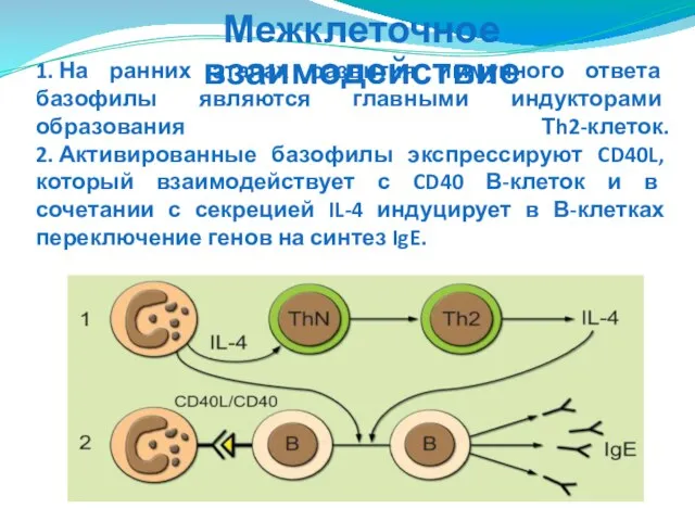 1. На ранних этапах развития иммунного ответа базофилы являются главными индукторами