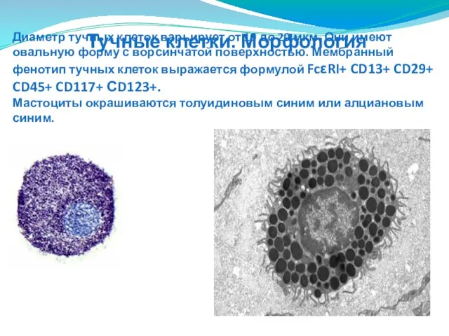 Диаметр тучных клеток варьирует от 10 до 20 мкм. Они имеют